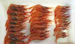 Reker sortert i ulike stadier