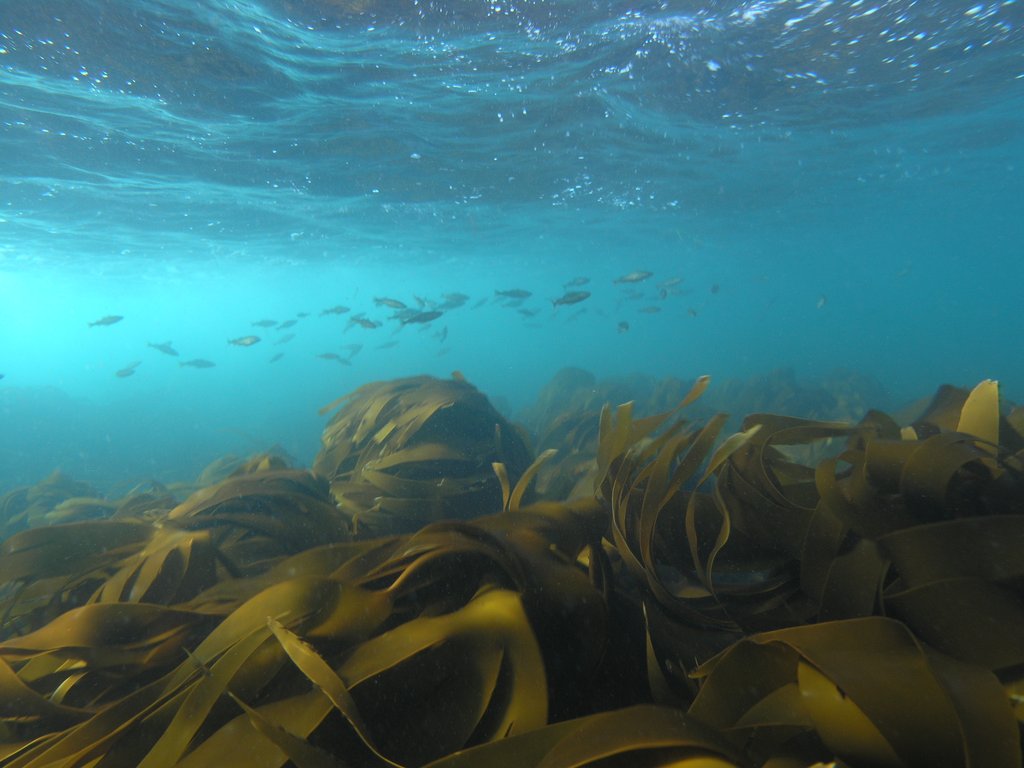 fisk og tareskog