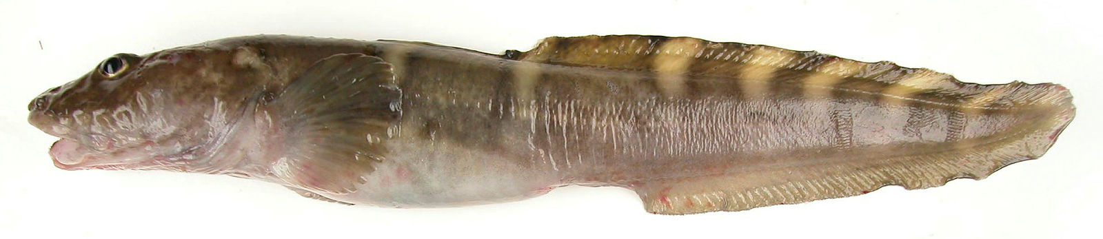 Bilde av en nordlig ålebrosme