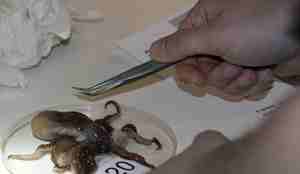 Blekksprut undersøkes med pinsett