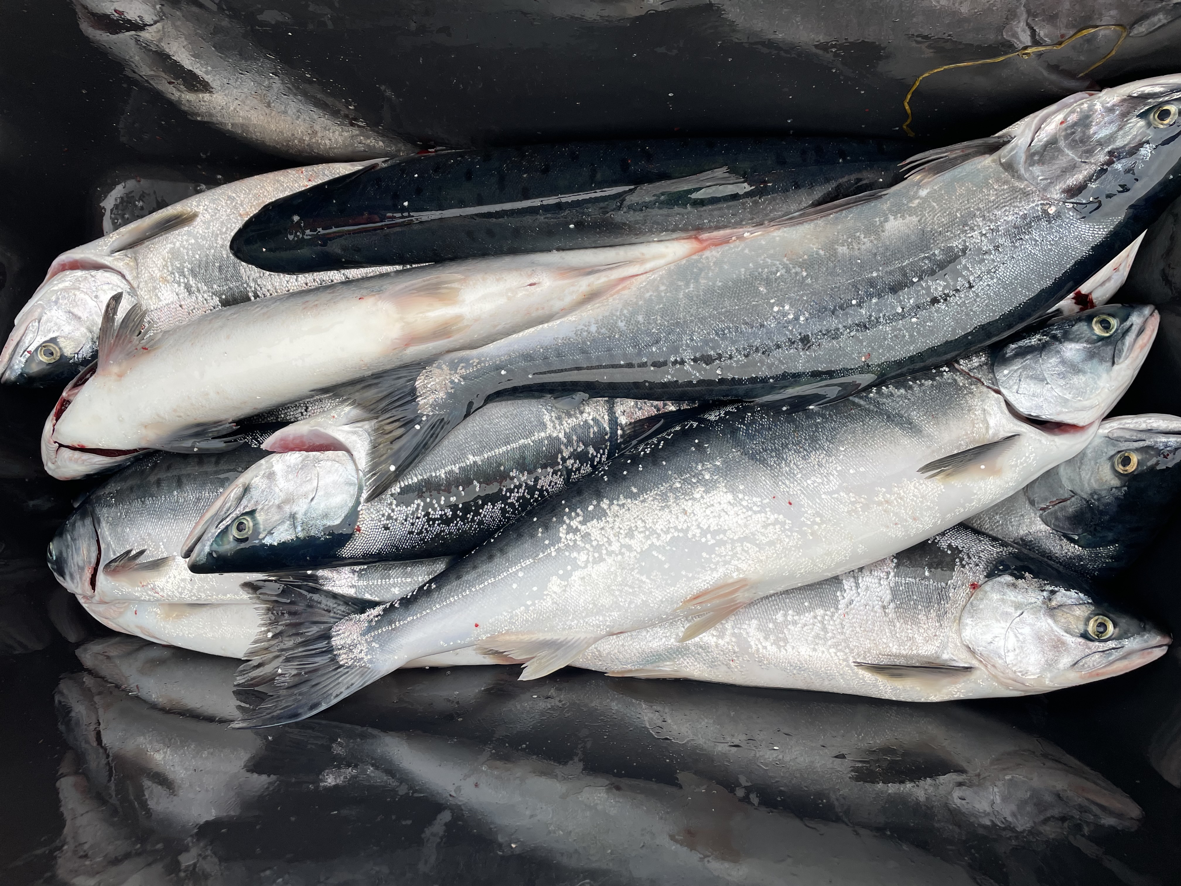 Pukkellakser i balje