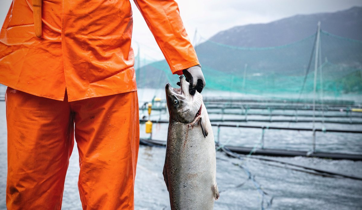 
OPPDRETTSLAKS Senneset 2