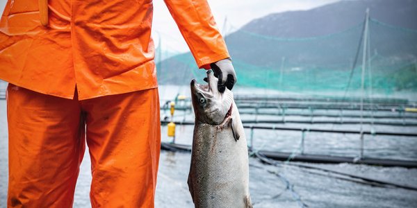 

OPPDRETTSLAKS Senneset 2