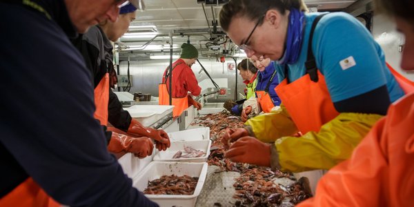 R:\info\ARBEIDSOMRÅDE\Nye temasider - Klar til publisering\Hav, kyst og fjord ferdig\Økosystemtokt i Barentshavet 2018. Anders Fuglevik, Erlend Langhelle, Irene Huse, Stine Karlsson og Holly Ann Perryman sorterer fangsten fra en bunntrål. Foto Erlend A Lorentzen HI.jpg