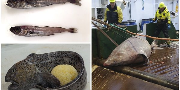 

Istorsk eller polartorsk? Kollasjen viser tre funn fra økosystemtoktet. Polartorsk og istorsk i et bilde, en steinbit som krøller halen rundt en eggball i et annet og til slutt en håkjerring