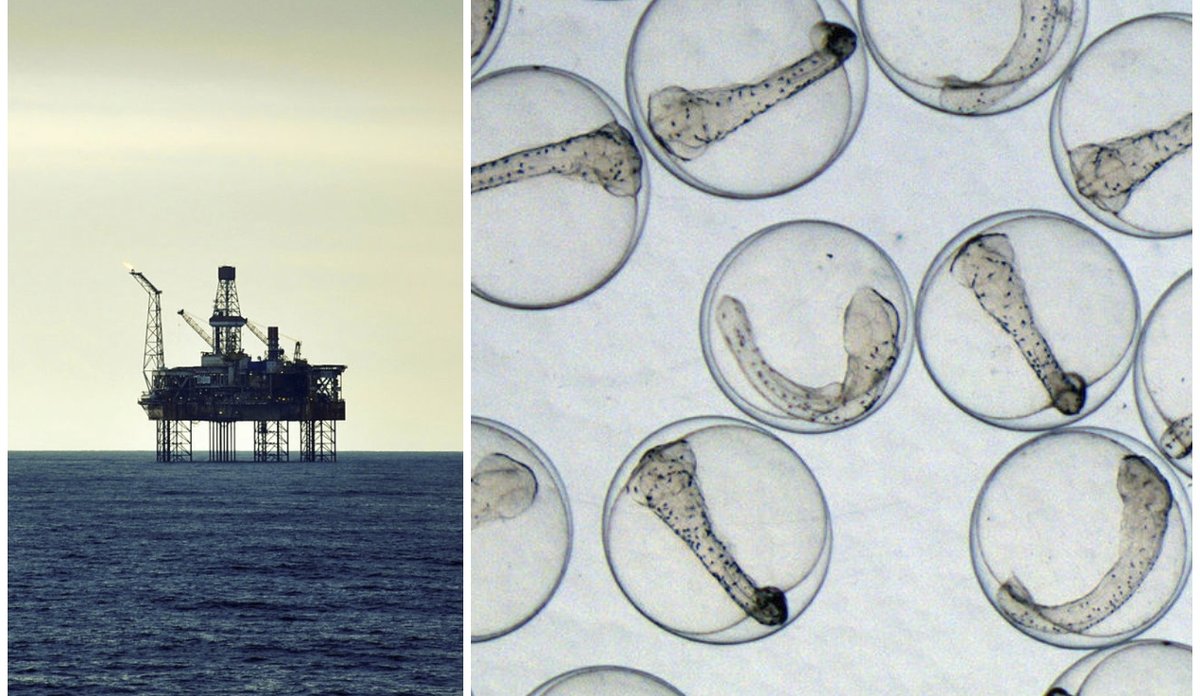 
kollasj av en oljeplattform og mange fiskeegg