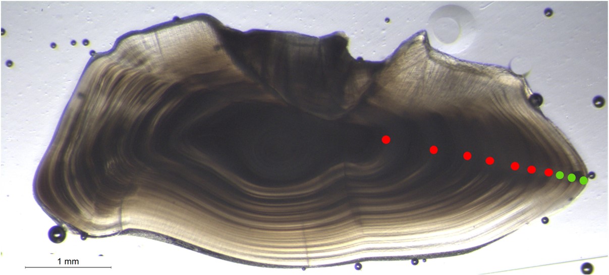 Otolith for a 10-year-old saithe 