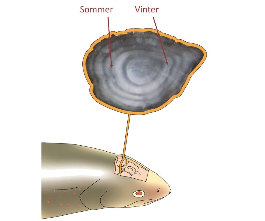 Hvor finner vi otolitten