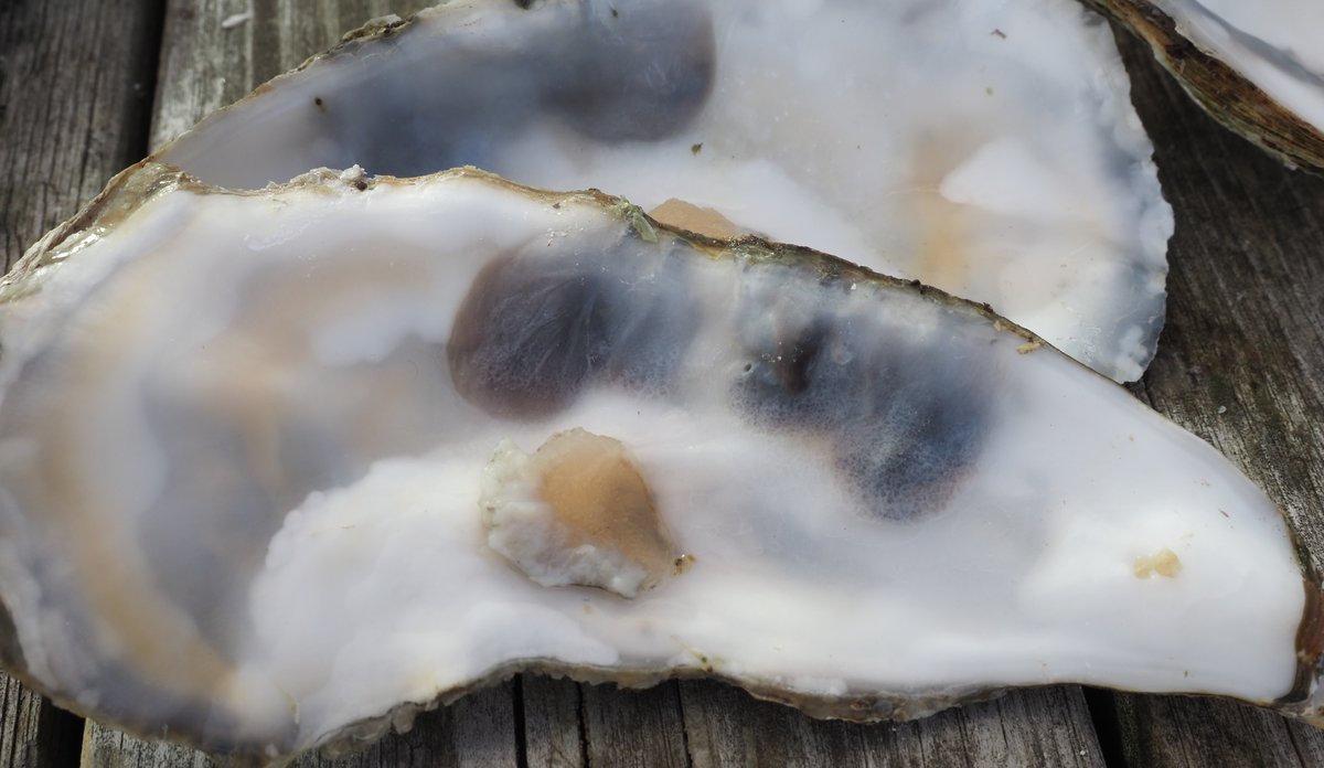 
Brun blemme på innsiden av det hvite skallet