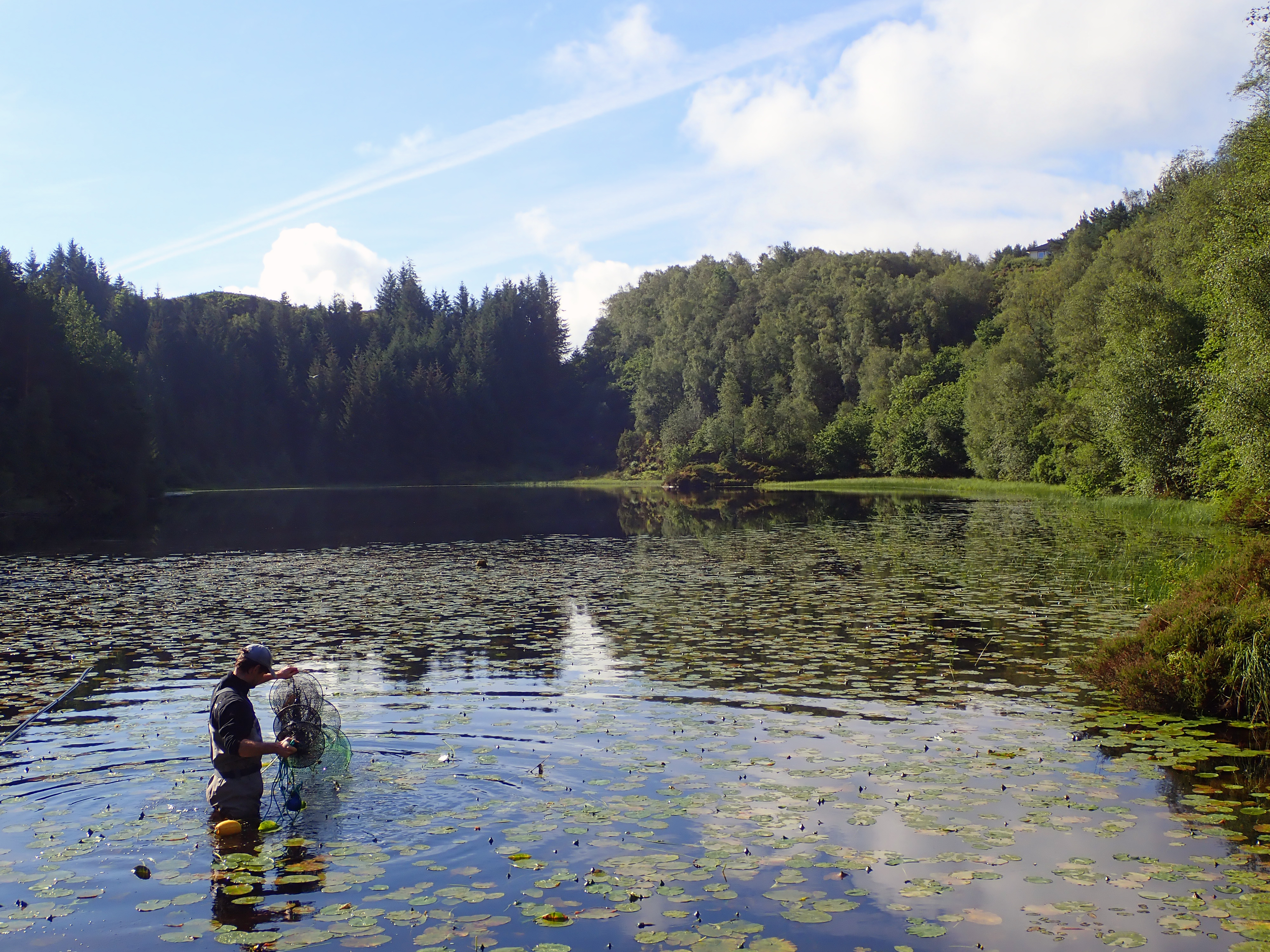 Forskerne fanger ål i ferskvann