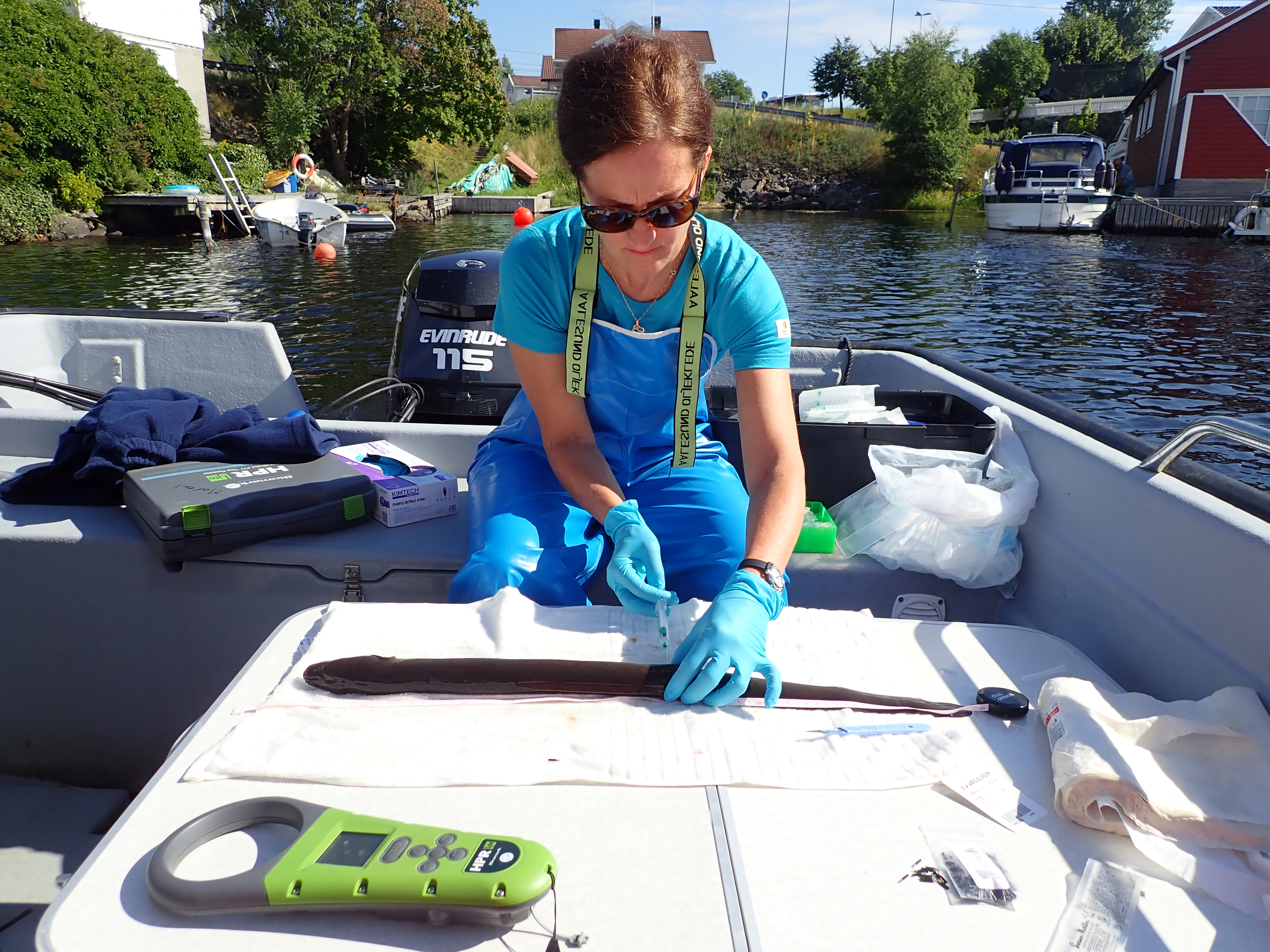 HI-forsker Durif tar blodprøve av en ål