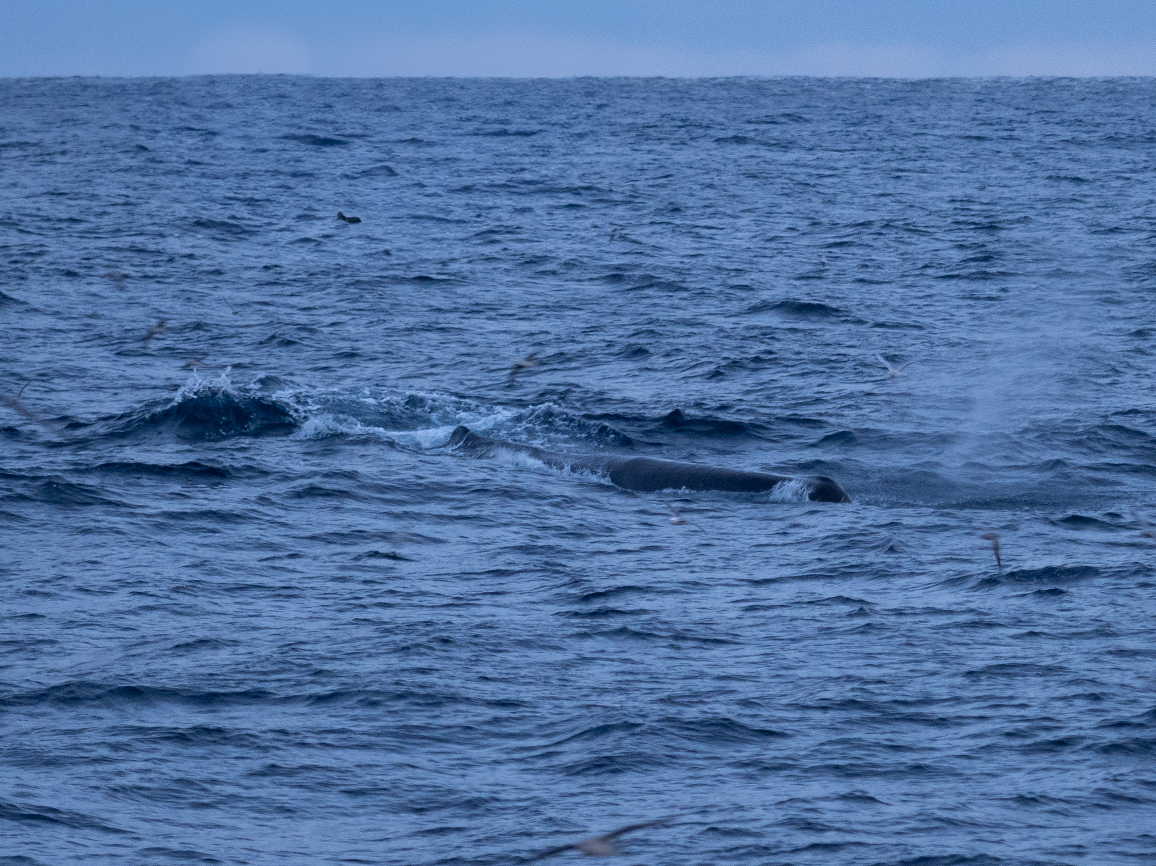 en spermhval i overflaten