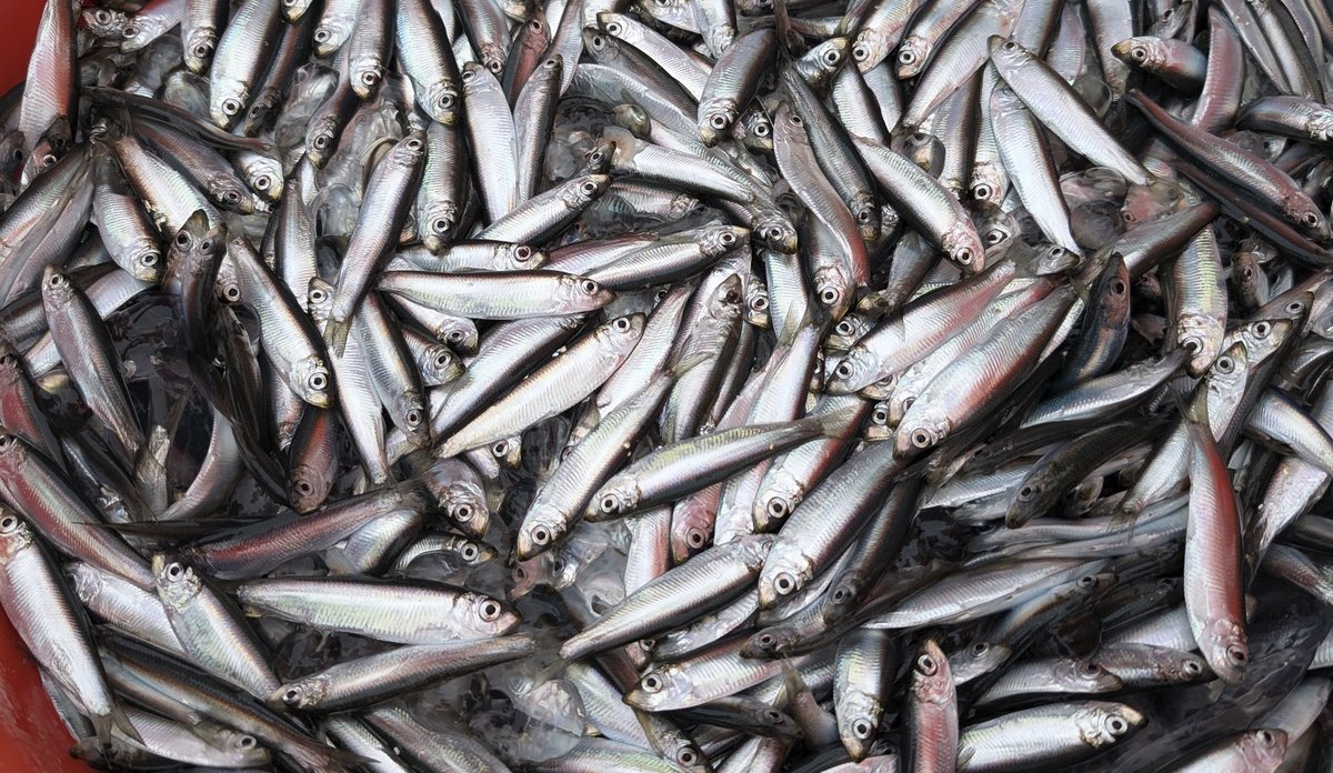 foto av bøtte full med småfisk