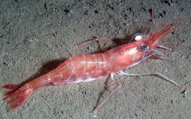 Reke på havets bunn