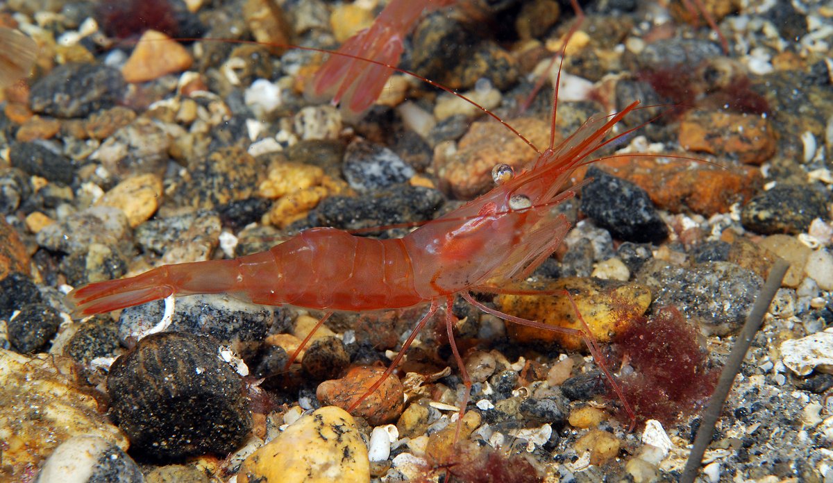 
Pandalus borealis AA 09 07