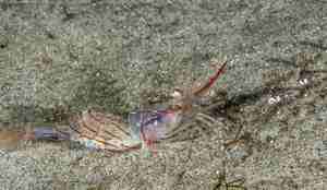 Enda en blomsterreke. På latin Pandalus montagui.