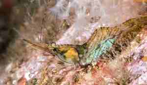 Pandalus montagui, blomsterreke