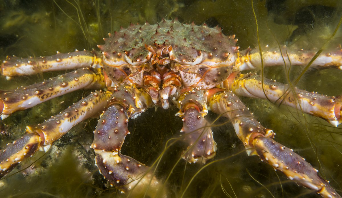 
Paralithodes camtschaticus 06 15 (7)