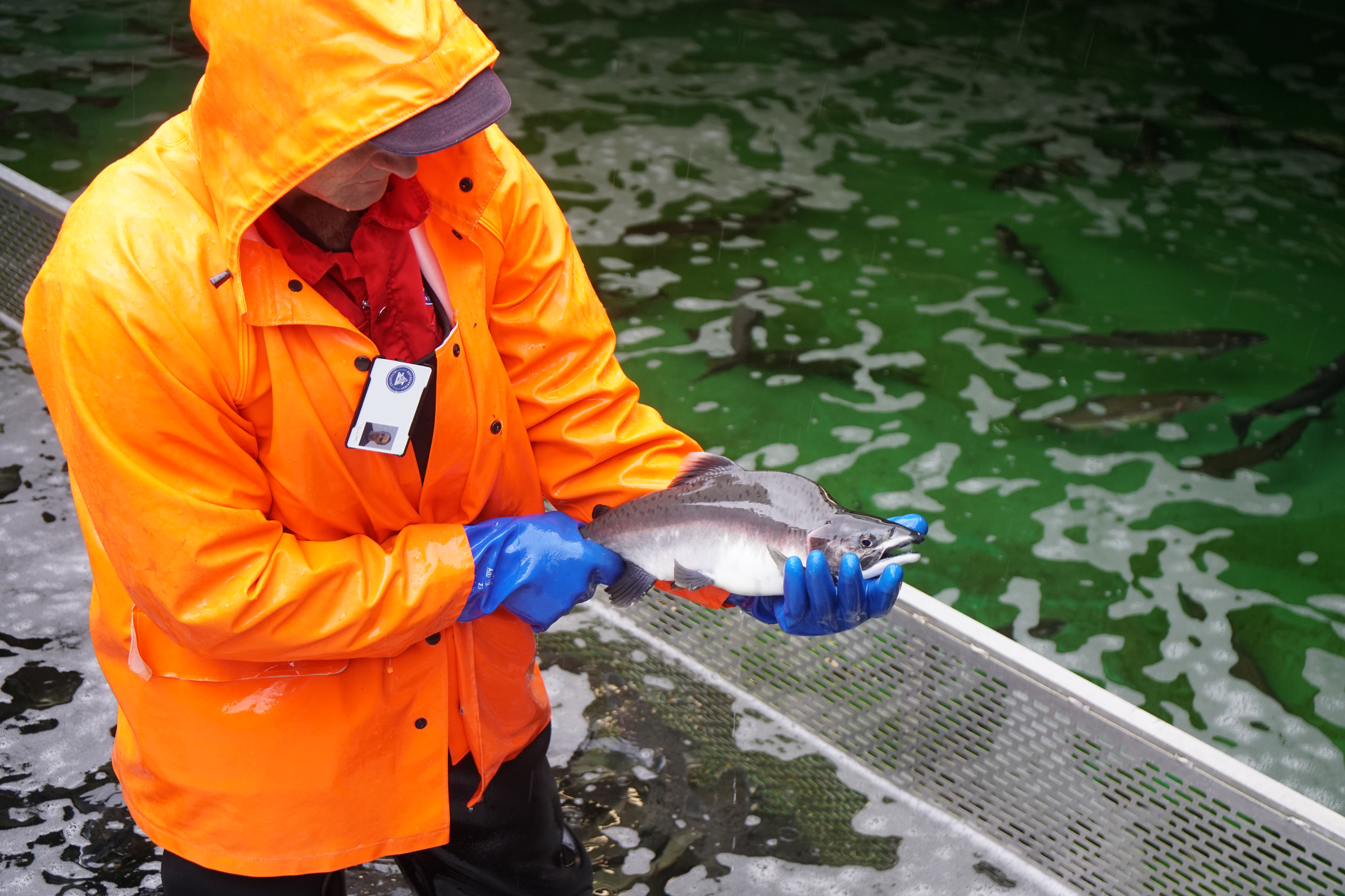 Vokser pukkellaks fortere enn oppdrettslaks? Her stamfisk av pukkellaks i Matre. Disse ble innfanget for to år siden, og de blir dermed kjønnsmodne nå. 