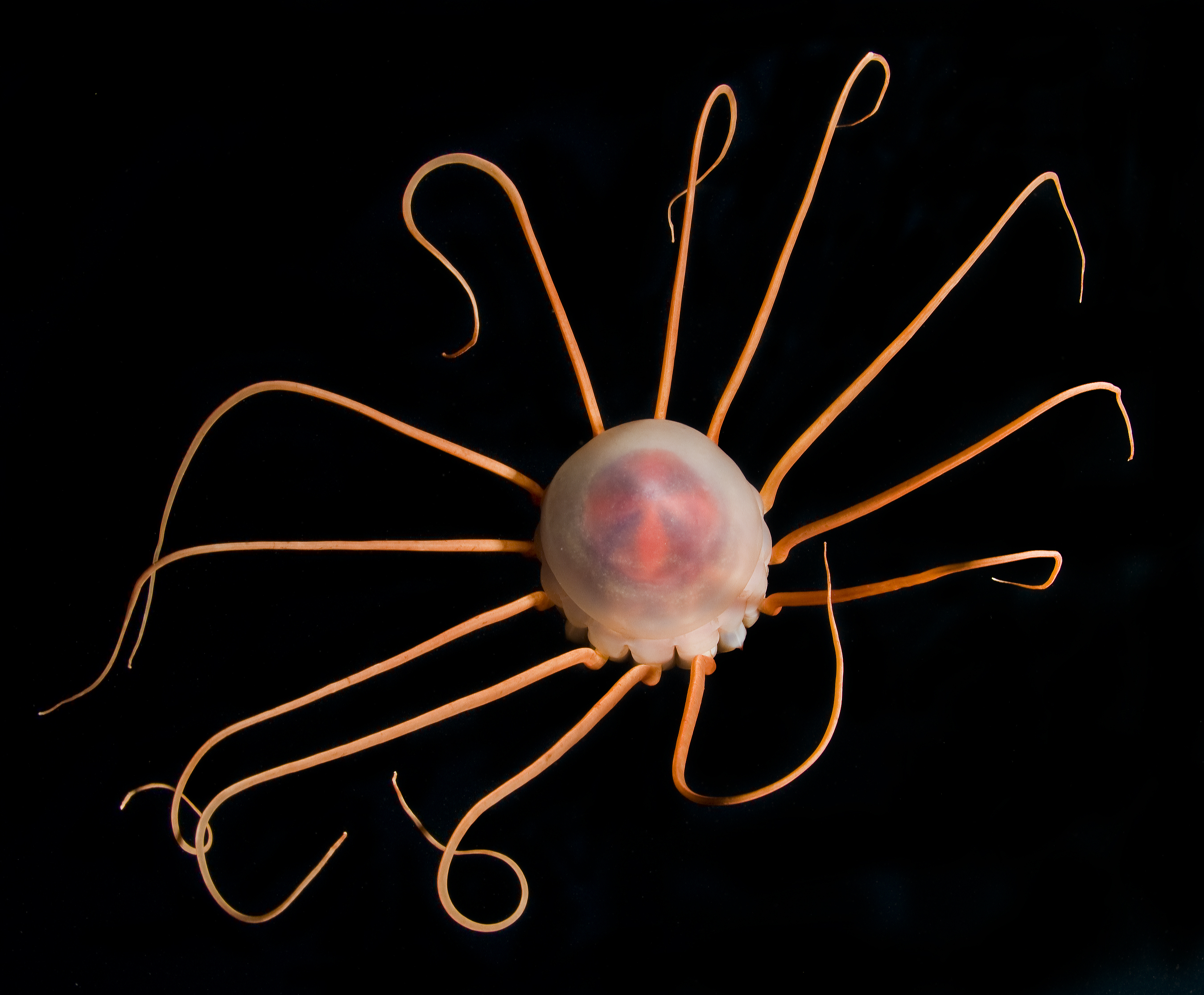 Periphylla periphylla