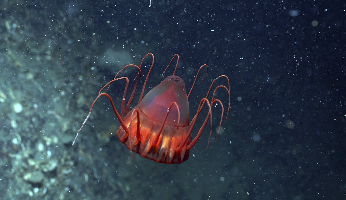 En mørkerød kronemanet i vannet