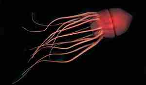 Her er kronemaneten med sterk rødfarge