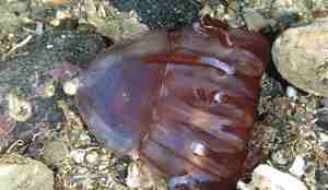 En kronemanet blant steiner på havbunnen