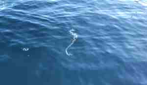 Ei perlesnormanet rett ved overflata