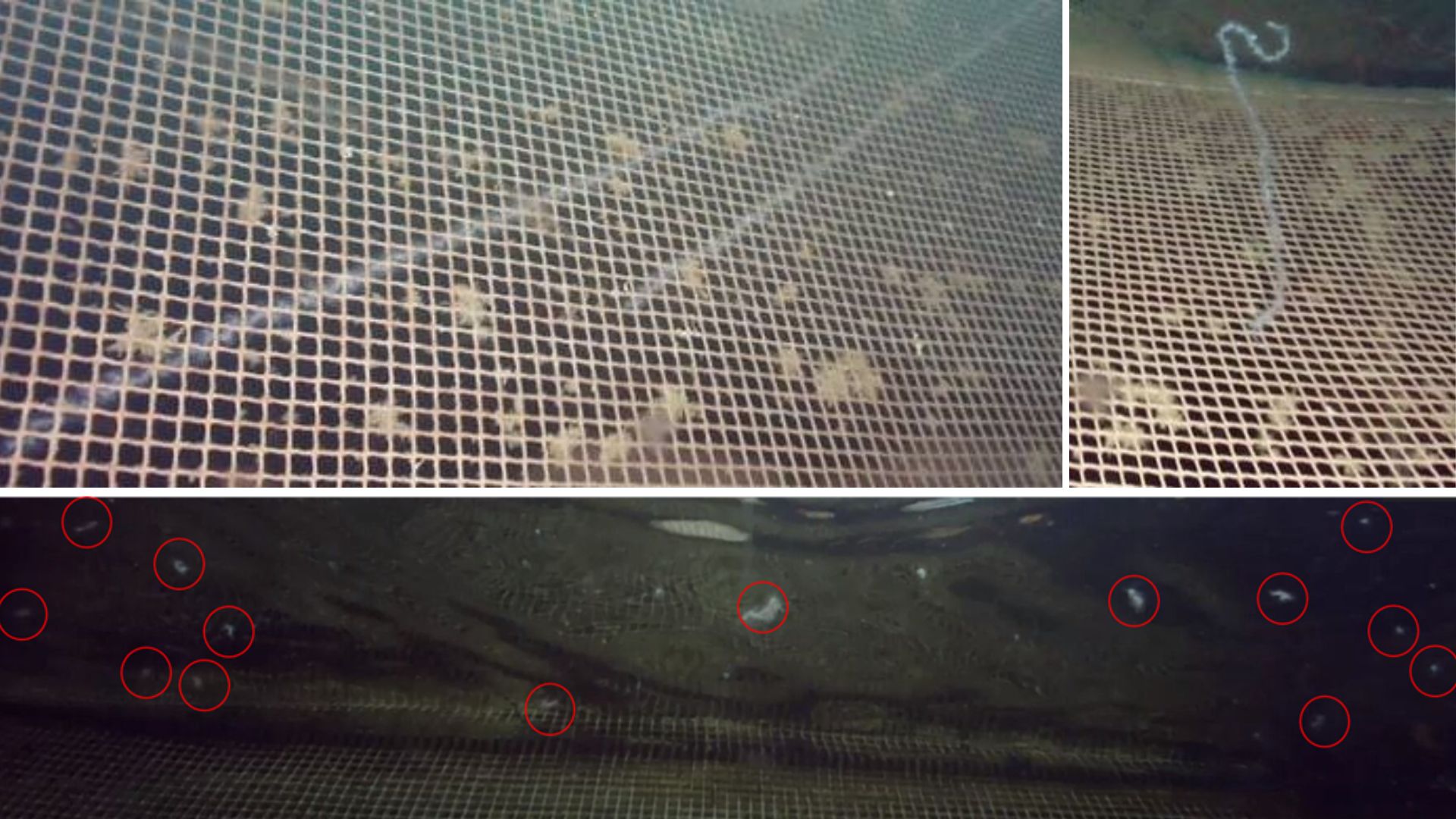 Tre bilder som viser perlesnormanet i merd