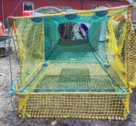 Krabbeteine med et ekstra kammer under hovedkammeret. Små kongekrabber skal lures ned tilpassede fluktåpninger, og bli igjen på havbunnen når teina dras opp.