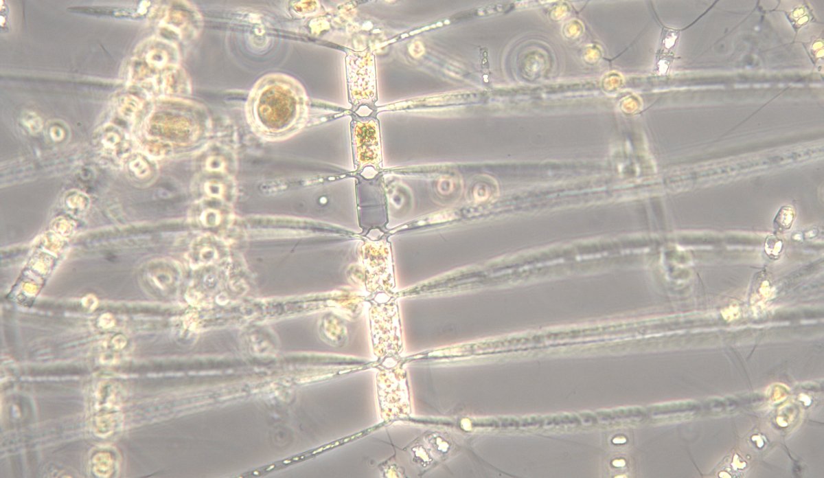 
mange gule streker og prikker på grå bunn 