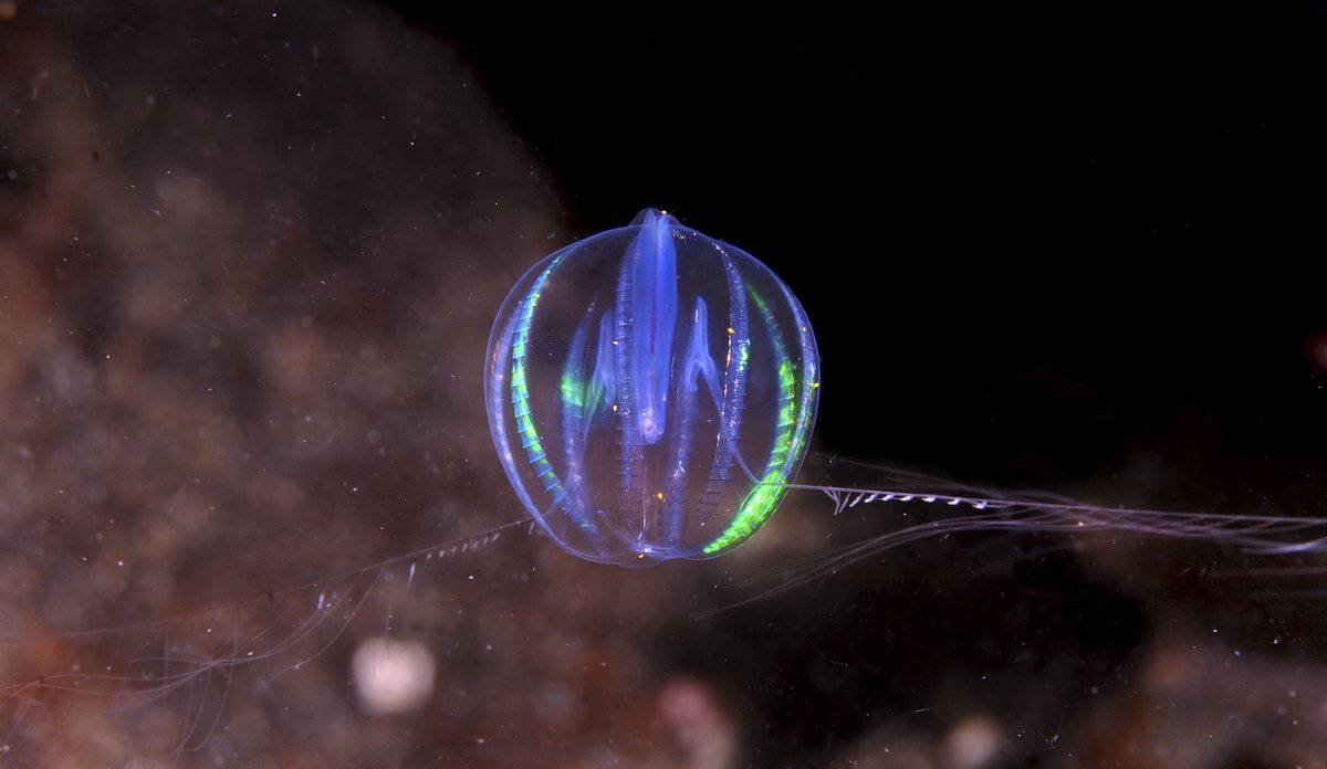 En fargerik kulekammanet / sjøstikkelsbær i grøn og blå