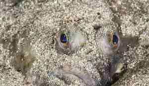 Nærbilde av hodet til rødspette nedgravd i sand