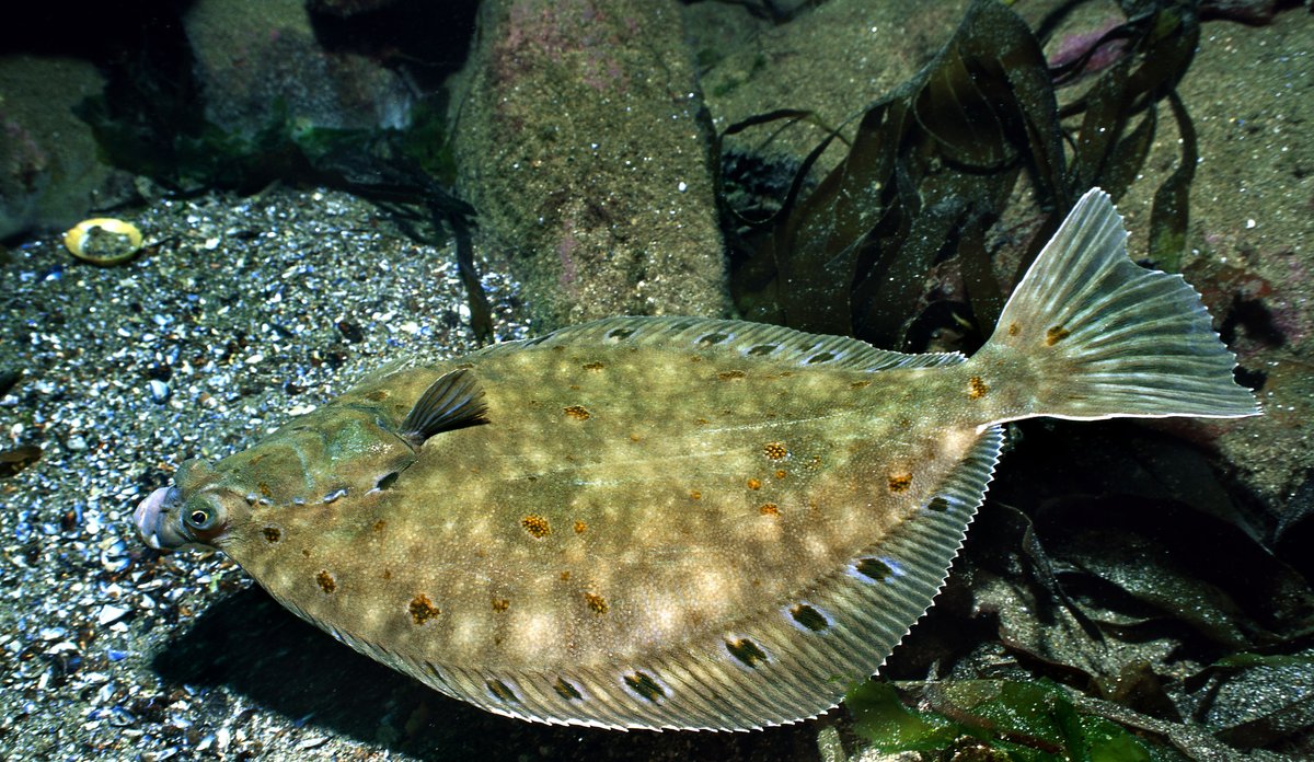 Plaice swimming above sea floor