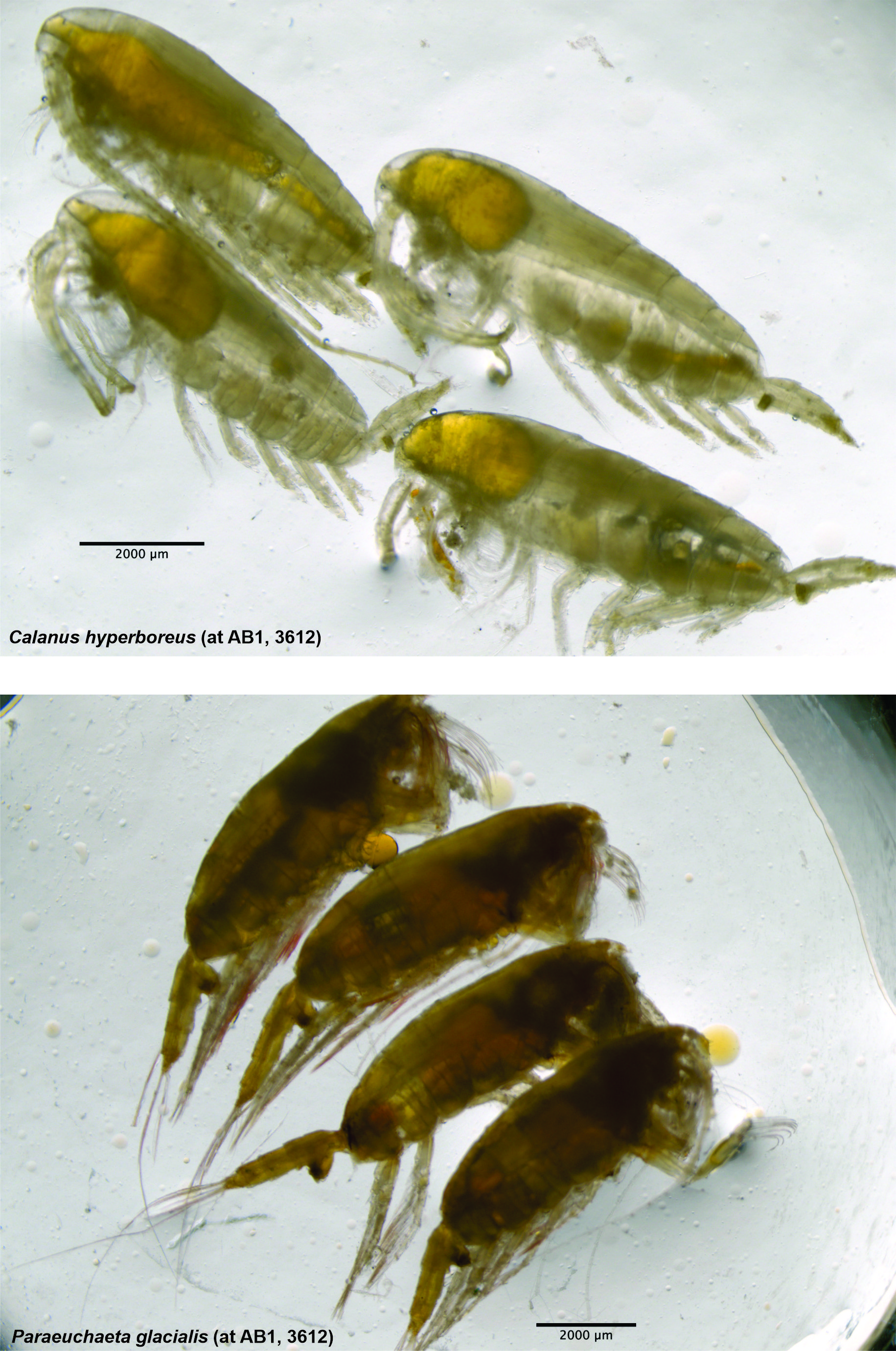 to bilder av to ulike hoppekrepsarter 