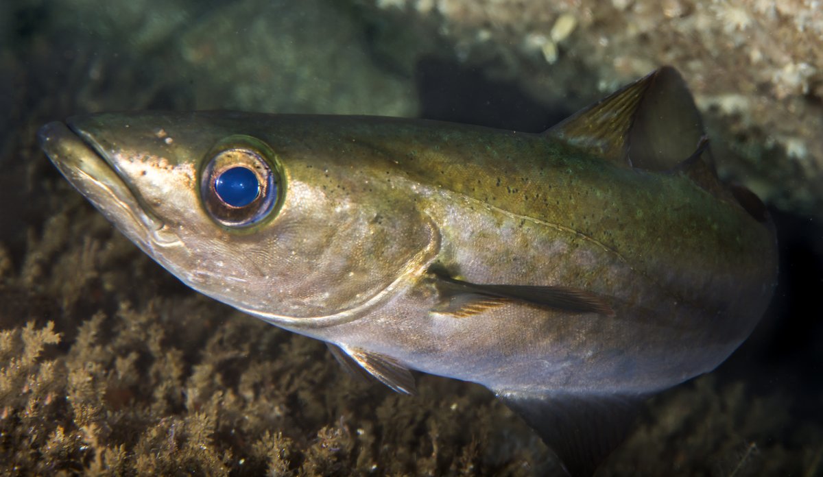 nærbilde av lyr i sjøen