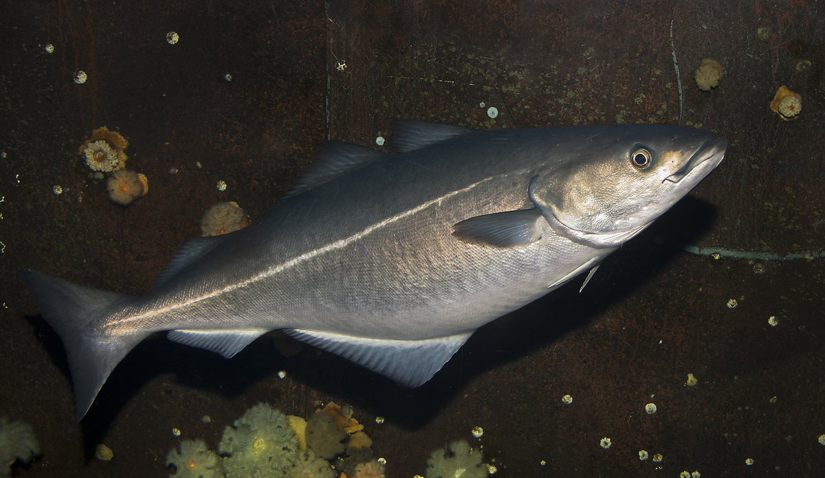 Sei som svømmer i havet, mørk bakgrunn.