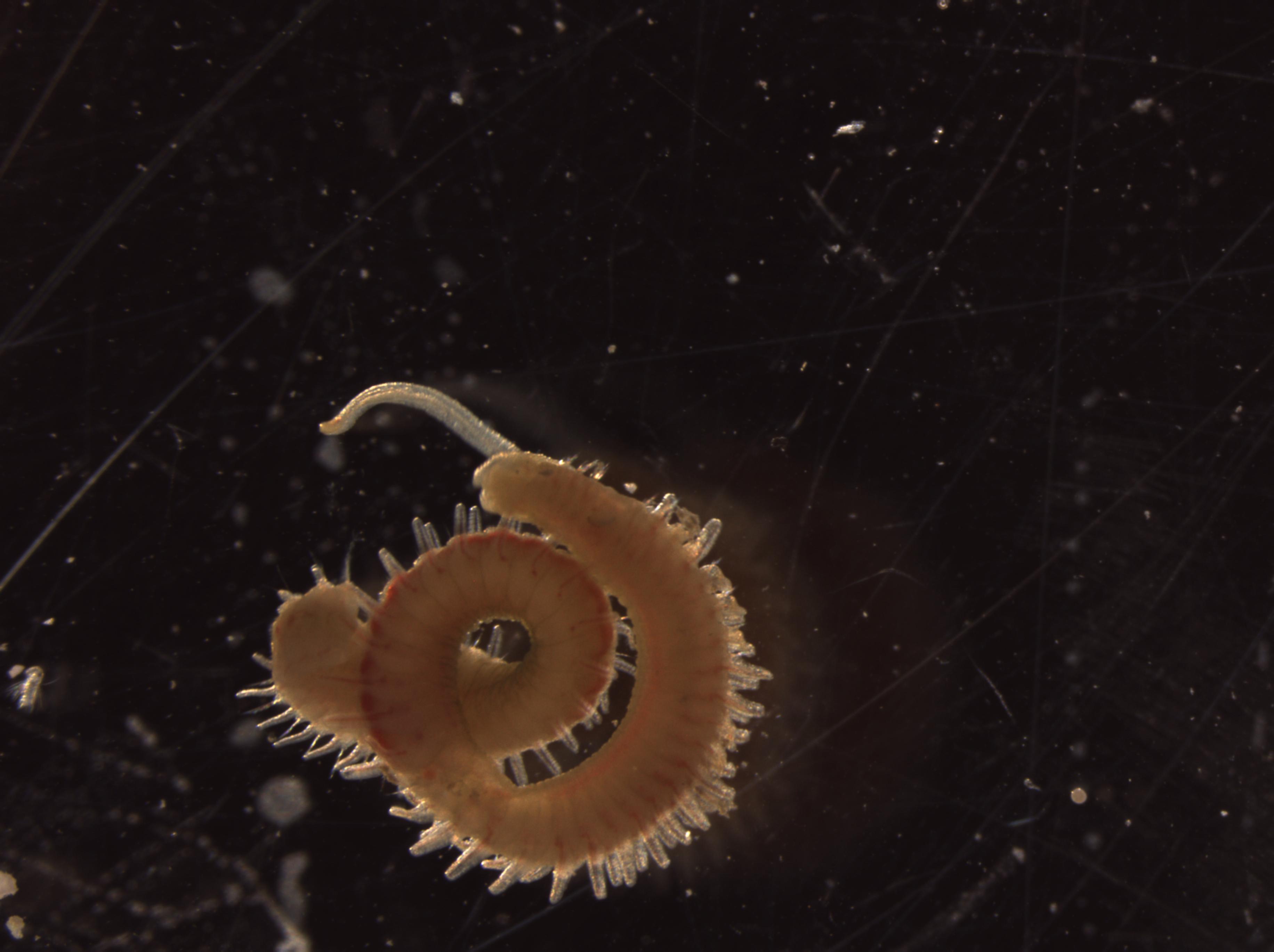 foto av børstemark i mikroskop