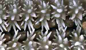 Nærbilde av sugeføttene. 