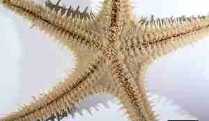 Taggete pigger på undersiden