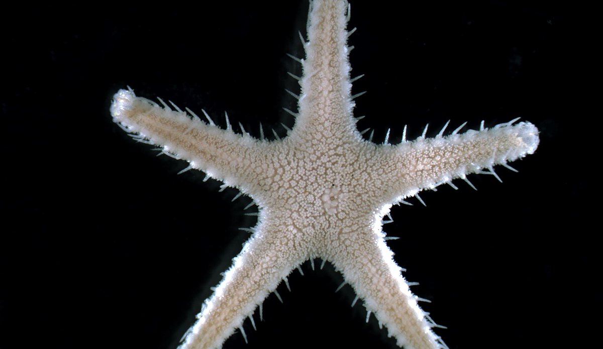 Undersiden av sjøstjerne.