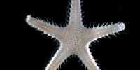 

Picture of beneath sea star
