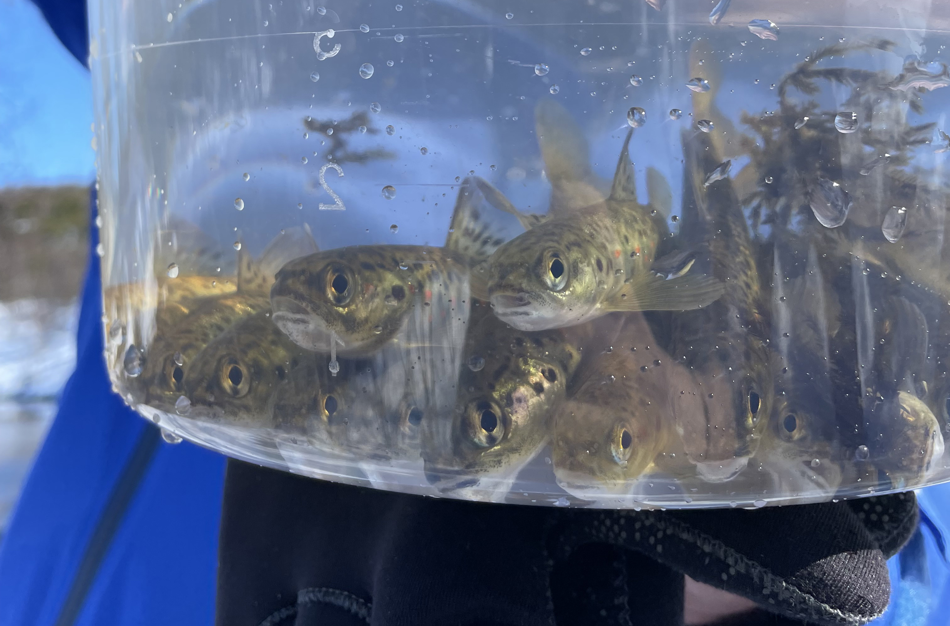 Smolt i pose som holdes av forsker.