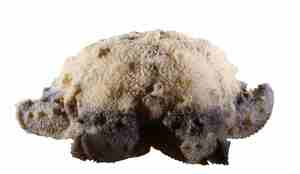 Fra siden ser den ut som en ball flat på undersiden