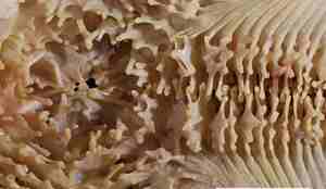 Piggene ved munnpartiet.