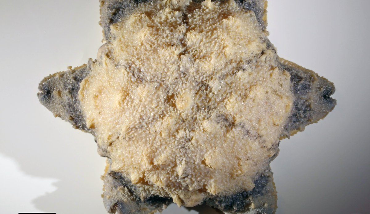 Svamp-lignende skapning med hvit rygg og blålige føtter.