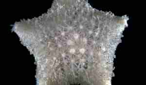 Sjøstjerne med korte armer.