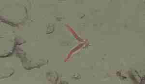 R1903VL1960 rijpfjorden sjøstjerne Urasterias lincki som har mistet armene og de holder åpå å vokse ut igjen