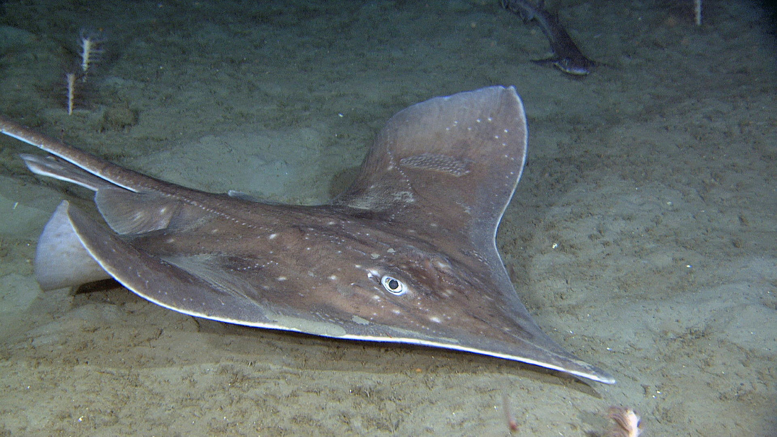 Spisskate som svømmer