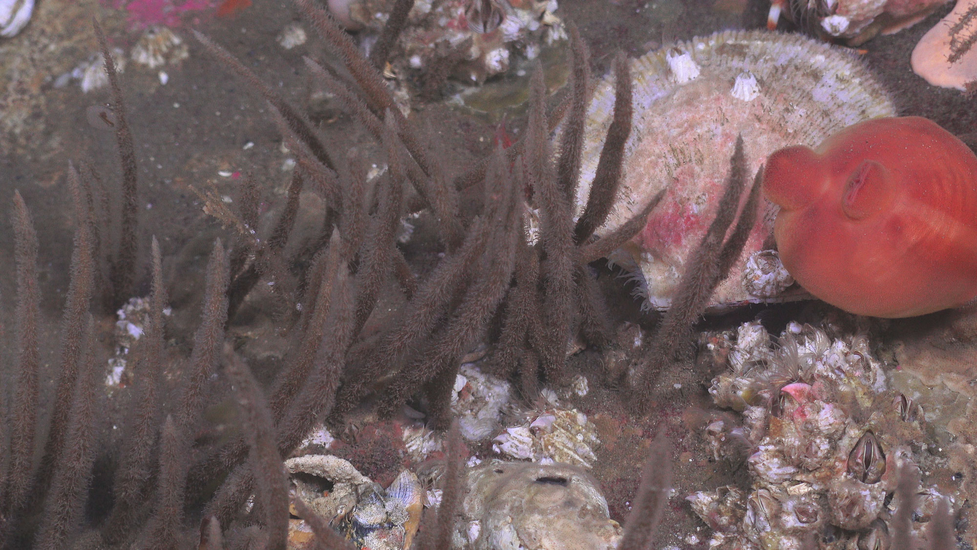 Foto fra havbunnen som viser ulike arter. Den mest dominerende ser ut som brune, tøydekte pinner som stikker opp tett i tett. Ved siden av et rosa flatt skjell og en mer rødlig art. Bunnen rundt er dekket av små skjell.